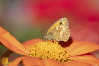 Meadow brown butterfly (Maniola jurtina) adult insect feeding on garden Mexican sunflower (Tithonia