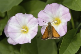 Large skipper butterfly (Ochlodes sylvanus) adult insect feeding on a Field bindweed flower in