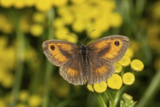 Gatekeeper butterfly (Pyronia tithonus) adult insect feeding on a Tansy flower in summer, England,
