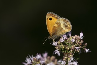 Gatekeeper butterfly (Pyronia tithonus) adult insect feeding on garden Wild marjoram or Oregano