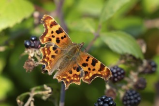 Comma butterfly (Polygonia c-album) adult insect on a blackberry fruit in autumn, England, United