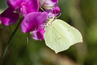Brimstone butterfly (Gonepteryx rhamni) adult insect feeding on a garden Sweet pea flower in
