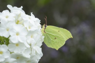 Brimstone butterfly (Gonepteryx rhamni) adult insect feeding on a garden white flower in summer,