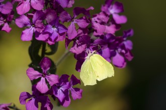 Brimstone butterfly (Gonepteryx rhamni) adult insect feeding on a garden purple Honesty flower in