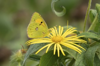 Clouded yellow butterfly (Colias croceus) adult insect feeding on a yellow garden flower in summer,