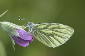 Green-veined white butterfly (Pieris napi) adult insect resting on a garden gernanium flower in