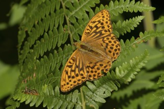 Silver-washed fritillary butterfly (Argynnis paphia) adult insect resting on a bracken frond leaf
