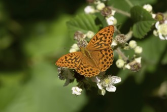 Silver-washed fritillary butterfly (Argynnis paphia) adult insect feeding on bramble flowers in
