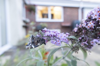Red admiral butterfly (Vanessa atalanta) adult insect feeding on garden purple Buddleia or Buddleja
