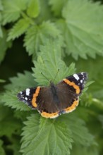 Red admiral butterfly (Vanessa atalanta) adult insect resting on Stinging nettle leaves in summer,