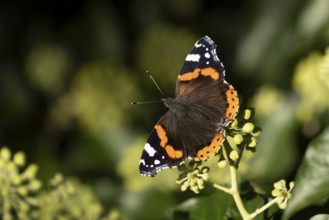 Red admiral butterfly (Vanessa atalanta) adult insect feeding on garden Ivy flowers in summer,