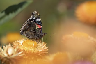 Red admiral butterfly (Vanessa atalanta) adult insect feeding on a garden Strawflower flower in