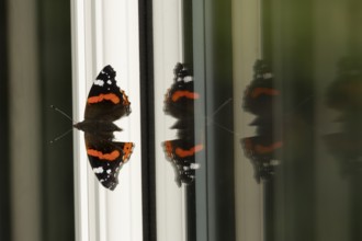 Red admiral butterfly (Vanessa atalanta) adult insect resting on a house conservatory window frame