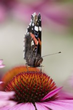 Red admiral butterfly (Vanessa atalanta) adult insect feeding on a garden purple Coneflower