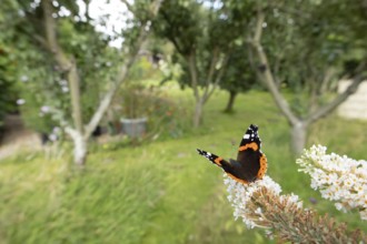 Red admiral butterfly (Vanessa atalanta) adult insect feeding on garden white Buddleia or Buddleja