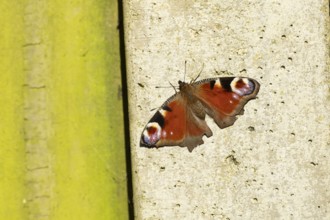Peacock butterfly (Aglais io) adult insect resting on a concrete post, England, United Kingdom