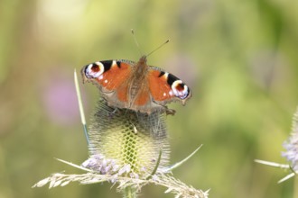 Peacock butterfly (Aglais io) adult insect feeding on a Teasel flower in summer, England, United