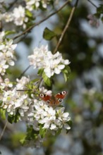 Peacock butterfly (Aglais io) adult insect feeding on fruit tree blossom flowers in spring,