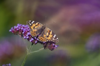 Painted lady butterfly (Vanessa cardui) adult insect feeding on garden Verbena bonariensis flowers
