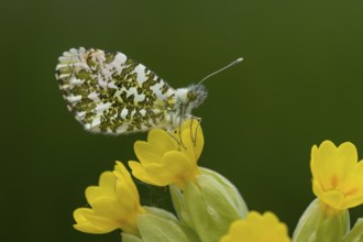 Orange tip butterfly (Anthocharis cardamines) adult insect feeding on a Cowslip flower in spring,