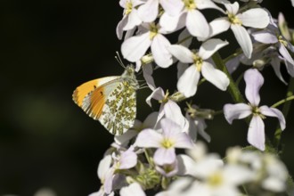 Orange tip butterfly (Anthocharis cardamines) adult insect feeding on a garden white Honesty flower