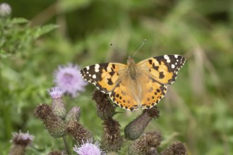 Painted lady butterfly (Vanessa cardui) adult insect feeding on a Thistle flower in summer,