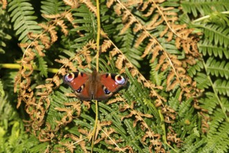 Peacock butterfly (Aglais io) adult insect resting on Bracken fronds in summer, England, United