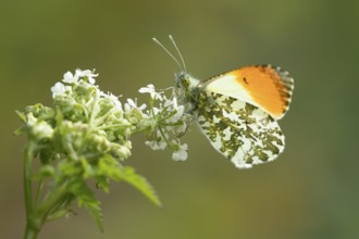 Orange tip butterfly (Anthocharis cardamines) adult insect feeding on a garden white flower in