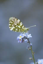 Orange tip butterfly (Anthocharis cardamines) adult insect feeding on a garden Forget-me-not flower