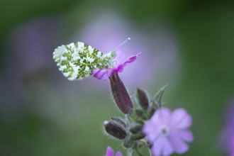 Orange tip butterfly (Anthocharis cardamines) adult insect on a garden Red campion flower in