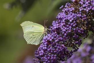 Brimstone butterfly (Gonepteryx rhamni) adult insect feeding on garden purple Buddleia or Buddleja