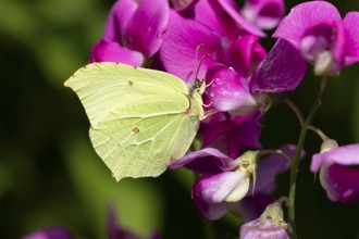 Brimstone butterfly (Gonepteryx rhamni) adult insect feeding on a garden Sweet pea flower in