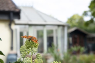 Comma butterfly (Polygonia c-album) adult insect feeding on Ivy flowers in a garden in summer,