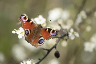 Peacock butterfly (Aglais io) adult insect feeding on Blackthorn blossom flowers in spring,