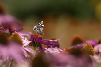 Red admiral butterfly (Vanessa atalanta) adult insect feeding on a garden purple Coneflower