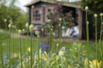 Orange tip butterfly (Anthocharis cardamines) adult insect resting on a garden Allium flower bud in
