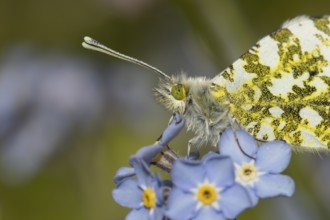 Orange tip butterfly (Anthocharis cardamines) adult insect on a garden blue Forget-me-not flower in