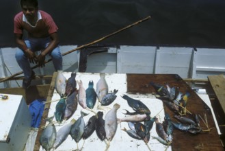 Fischer sells his catch of colorful tropical fish straight from the boat, Suva, Fiji