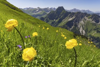 Mountain panorama with troll flowers (Trollius europaeus) from Laufbacher-Eckweg to Höfats 2259m,
