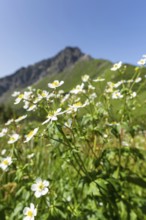 Mountain panorama with white alpine anemones (Pulsatilla alpina ssp. alpina), behind it the