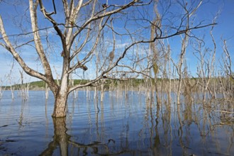 Dead trees in Lake Yaxha, Yaxha-Nakum-Naranjo National Park, Biósfera Maya Nature Reserve,
