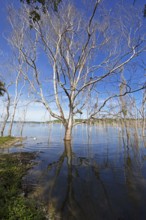 Dead trees in Lake Yaxha, Yaxha-Nakum-Naranjo National Park, Biósfera Maya Nature Reserve,