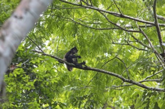 Yucatan spider monkey (Ateles geoffroyi yucatanensis) in the Yaxha-Nakum-Naranjo National Park,