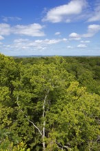 Rainforest or jungle in Yaxha-Nakum-Naranjo National Park, Biósfera Maya Nature Reserve, Lowlands,