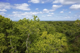 Rainforest or jungle in Yaxha-Nakum-Naranjo National Park, Biósfera Maya Nature Reserve, Lowlands,