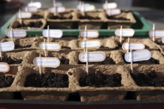 Growing pots, soil, gardening, vegetables, name tags, preferring, seeds