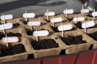 Growing pots, vegetables, gardening, name tags, pumpkin, cucumber, preferring, soil