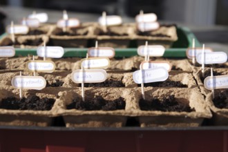 Growing pots, growing soil, seeds, vegetables, hobby gardeners, cucumbers, pumpkins