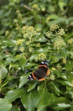 Red admiral butterfly (Vanessa atalanta) adult insect feeding on Ivy flowers in autumn, England,