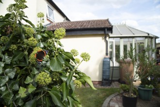 Red admiral butterfly (Vanessa atalanta) adult insect feeding on garden Ivy flowers in autumn,
